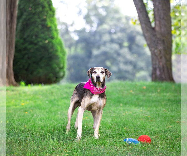 Medium Photo #12 Catahoula Leopard Dog-Unknown Mix Puppy For Sale in Unionville, PA, USA
