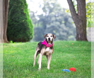 Skye - Female Catahoula Leopard Dog-Unknown Mix Dog for Adoption - Photo #12