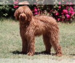 Small Goldendoodle