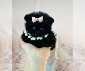 Pomeranian Puppy for sale in HOUSTON, TX, USA