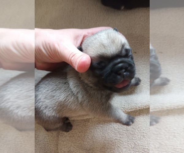 Medium Photo #2 Pug Puppy For Sale in SAINT PAUL, MN, USA