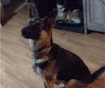 Small Photo #1 German Shepherd Dog Puppy For Sale in CRESWELL, OR, USA