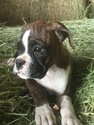 Small Photo #28 Boxer Puppy For Sale in AFTON, WY, USA