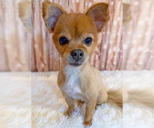 Medium Photo #12 Pomeranian-Unknown Mix Puppy For Sale in Arlington, VA, USA