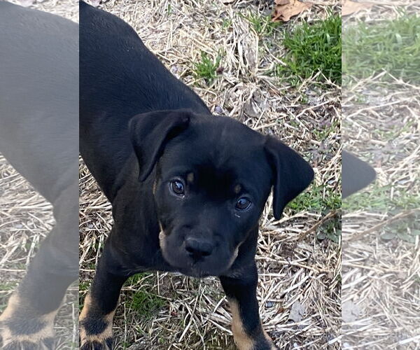 Medium Photo #1 American Pit Bull Terrier-Unknown Mix Puppy For Sale in Hillsboro, MO, USA