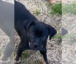 American Pit Bull Terrier-Unknown Mix Dogs for adoption in Hillsboro, MO, USA