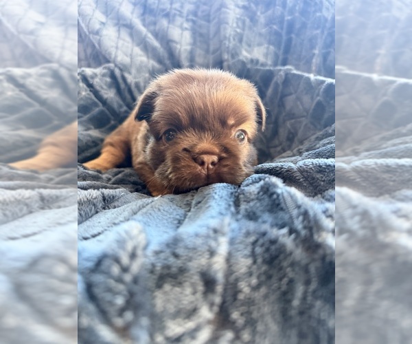 Medium Photo #2 French Bulldog Puppy For Sale in TAMPA, FL, USA