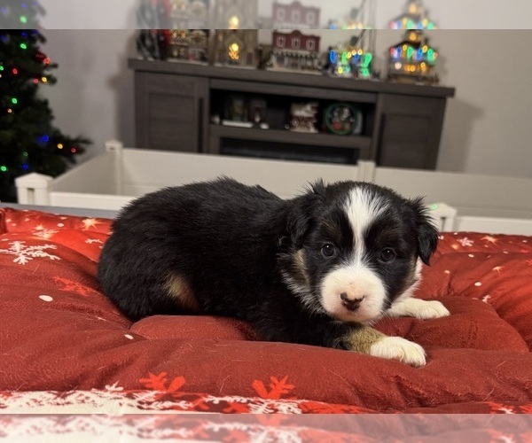 Medium Photo #86 Australian Shepherd Puppy For Sale in SALISBURY, NC, USA
