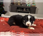 Small Photo #86 Australian Shepherd Puppy For Sale in SALISBURY, NC, USA