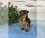Puppy Molly Yorkshire Terrier