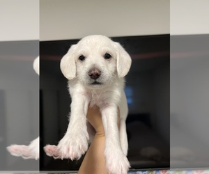 Schnoodle (Miniature) Puppy for sale in SAN PEDRO, CA, USA
