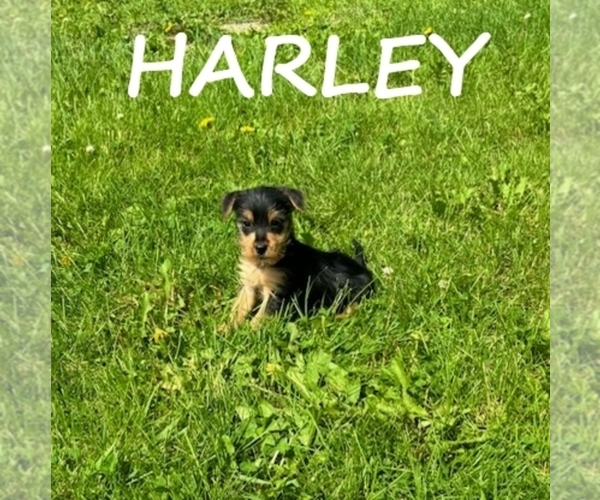 Medium Photo #4 Carkie Puppy For Sale in HARTLAND, MN, USA