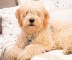 Small Photo #1 Double Doodle Puppy For Sale in NORTH RICHLAND HILLS, TX, USA