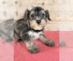 Litter of 8 - Male(s) and Female(s) Schnauzer (Miniature)Litter of Puppies for Sale - Photo #17