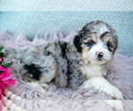 Small #1 Aussiedoodle Miniature 