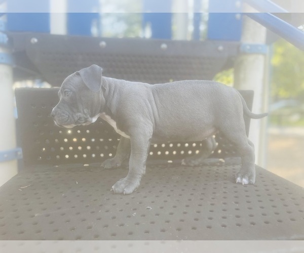 Medium Photo #3 American Pit Bull Terrier Puppy For Sale in TRENTON, NJ, USA
