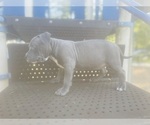 Small #2 American Pit Bull Terrier