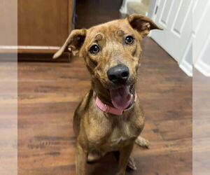Plott Hound-Unknown Mix Dogs for adoption in GILBERTS, IL, USA