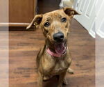 Small Plott Hound Mix
