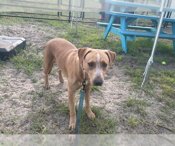 Medium Photo #2 American Bulldog Puppy For Sale in Ocala, FL, USA