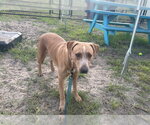 Small Photo #2 American Bulldog Puppy For Sale in Ocala, FL, USA