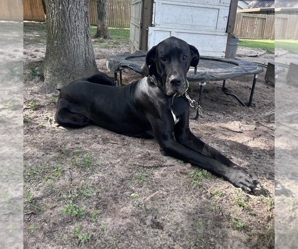 Medium Photo #6 Great Dane Puppy For Sale in WILLIS, TX, USA