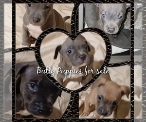 American Bully Puppy for Sale in ANTIOCH, California USA