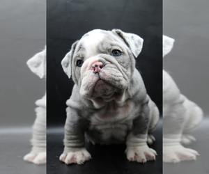 English Bulldog Puppy for Sale in BRANDON, Florida USA