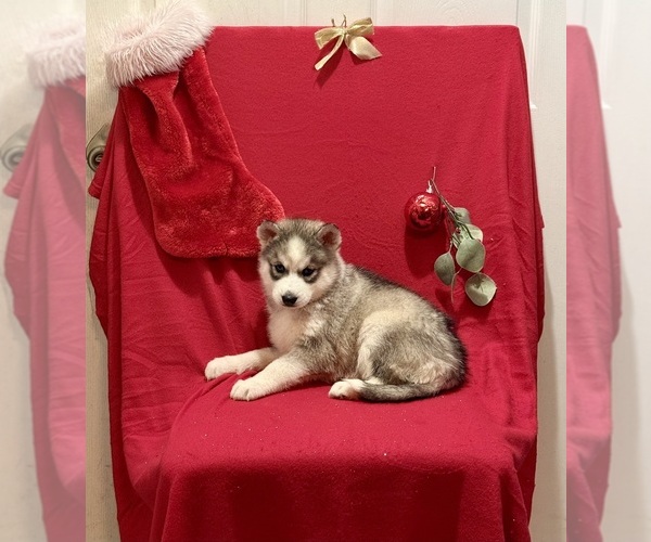 Medium Photo #2 Siberian Husky Puppy For Sale in ALTON, IL, USA