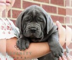 Small #2 Cane Corso