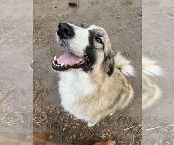Medium Photo #3 Great Pyrenees-Unknown Mix Puppy For Sale in Brooklyn Center, MN, USA
