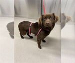 Small Chow Chow Mix
