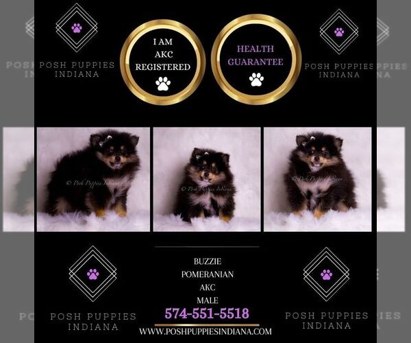 Medium Photo #101 Pomeranian Puppy For Sale in WARSAW, IN, USA