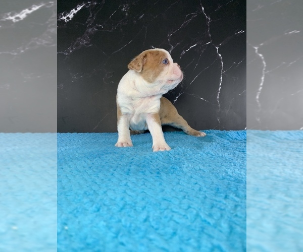 Medium Photo #15 Boston Terrier Puppy For Sale in TULARE, CA, USA