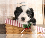 Image preview for Ad Listing. Nickname: Puppy #2