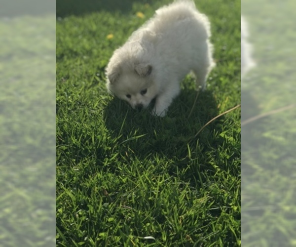 Medium Photo #2 Pomeranian Puppy For Sale in ELK GROVE, CA, USA