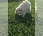 Small Photo #2 Pomeranian Puppy For Sale in ELK GROVE, CA, USA