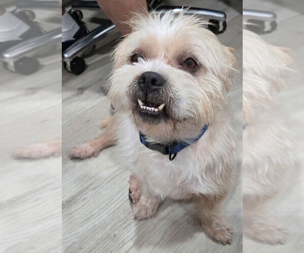 Medium Photo #3 Norfolk Terrier-Shih Tzu Mix Puppy For Sale in San Antonio, TX, USA