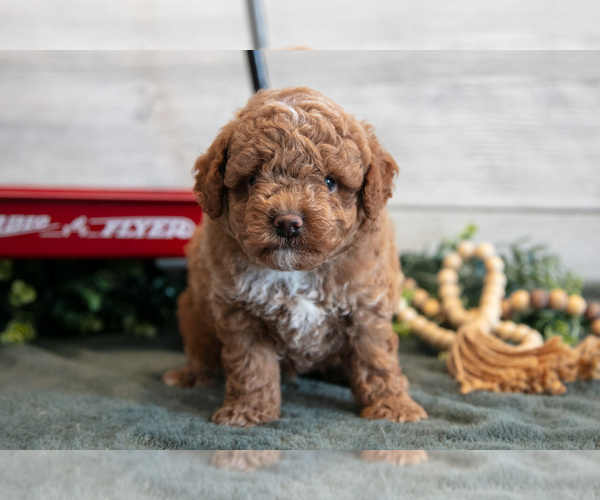 Medium Photo #1 Goldendoodle (Miniature) Puppy For Sale in MIDDLEBURY, IN, USA