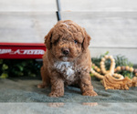 Puppy Santos Goldendoodle (Miniature)
