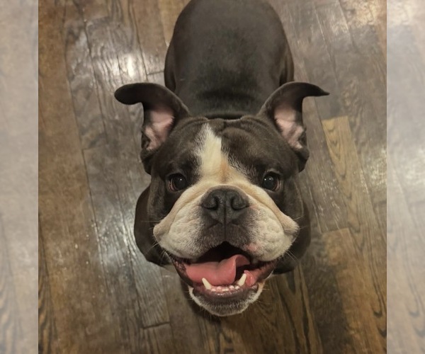 Medium Photo #1 English Bulldog Puppy For Sale in WASHINGTON, DC, USA
