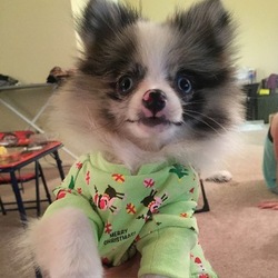 Pomeranian Puppy for sale in CHAGRIN FALLS, OH, USA
