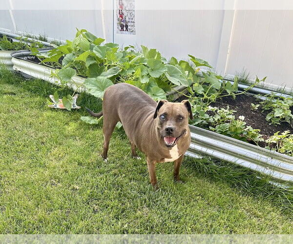 Medium Photo #2 Mountain Cur-Staffordshire Bull Terrier Mix Puppy For Sale in Shermans Dale, PA, USA