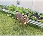 Small #1 Mountain Cur-Staffordshire Bull Terrier Mix