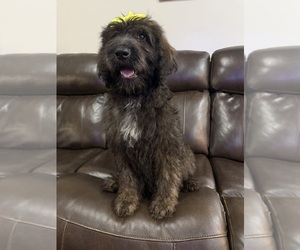 Medium Saint Berdoodle