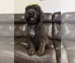 Puppy Puppy 1 Saint Berdoodle
