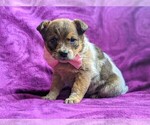 Small Photo #1 Australian Cattle Dog Puppy For Sale in COCHRANVILLE, PA, USA