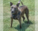 Small #1 American Staffordshire Terrier-Boxer Mix