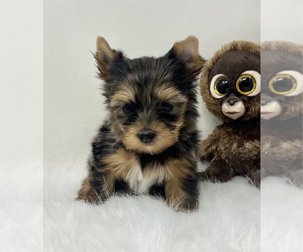 Medium Photo #18 Biewer Terrier Puppy For Sale in PEMBROKE PINES, FL, USA