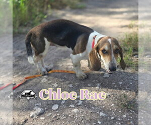 Chloe Rae - Female Basschshund Dog for Adoption - Photo #5